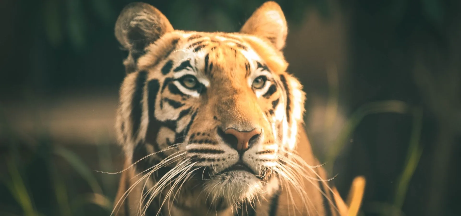 A Bengal tiger in Ratapani Tiger Reserve