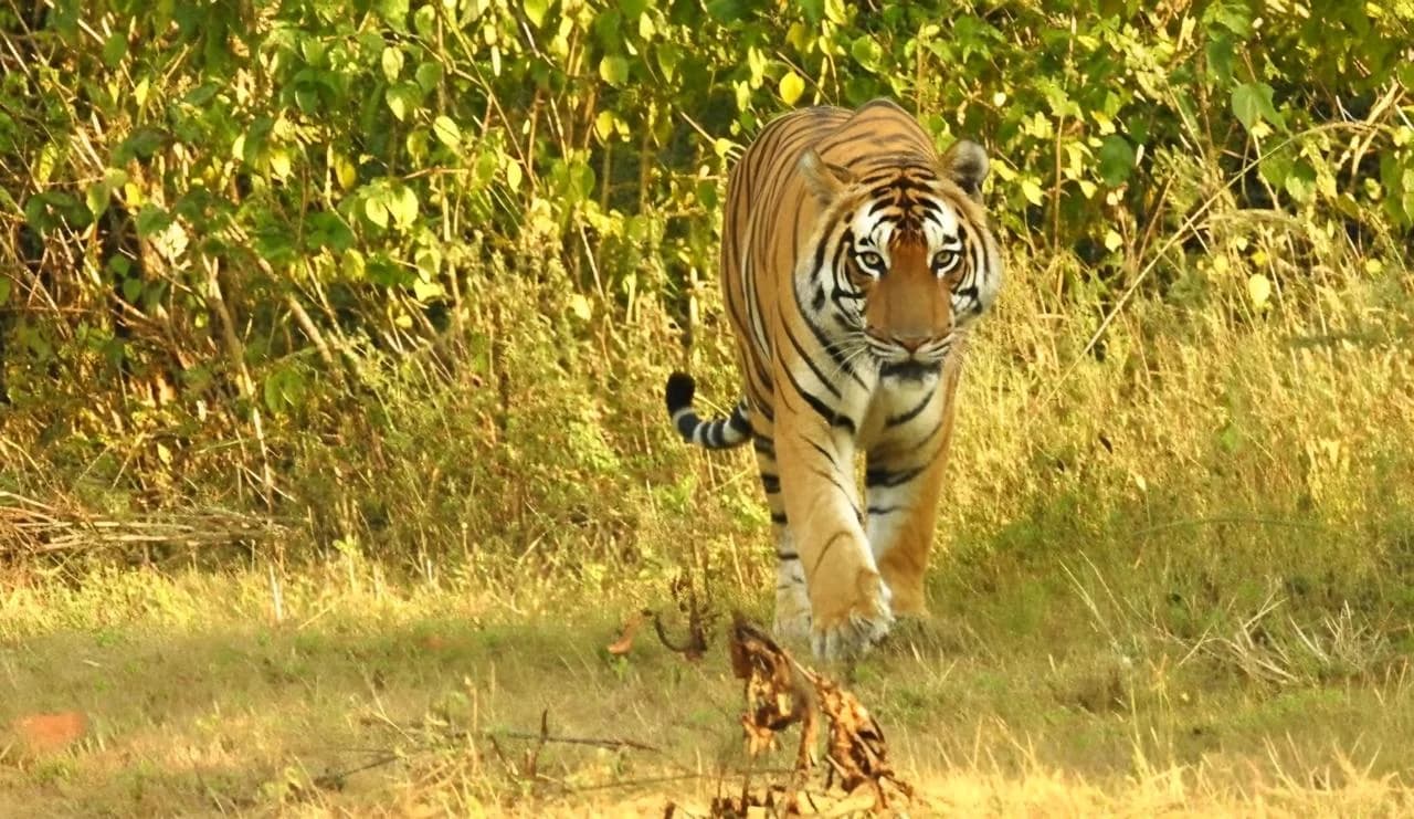 A Bengal tiger walking through the grassland near Ratapani