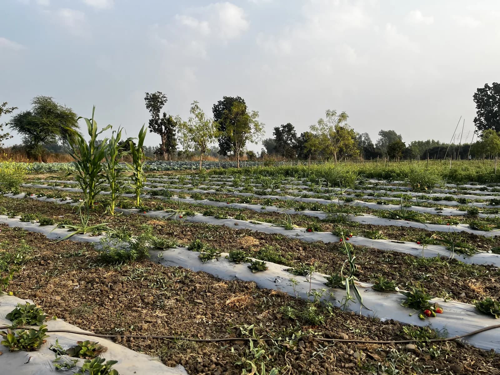 Inside Royalton Farms: What Farm-to-Table Actually Means Here