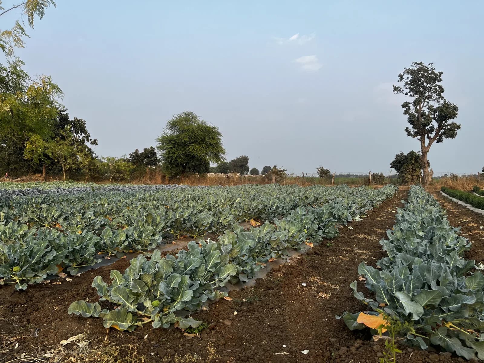 Guests walking the fields at Royalton Farms